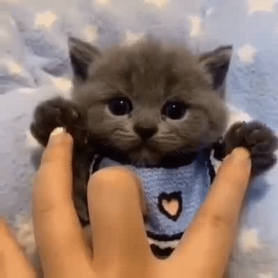 壁纸 动物 猫 猫咪 小猫 桌面 400_400 gif 动态图 动图