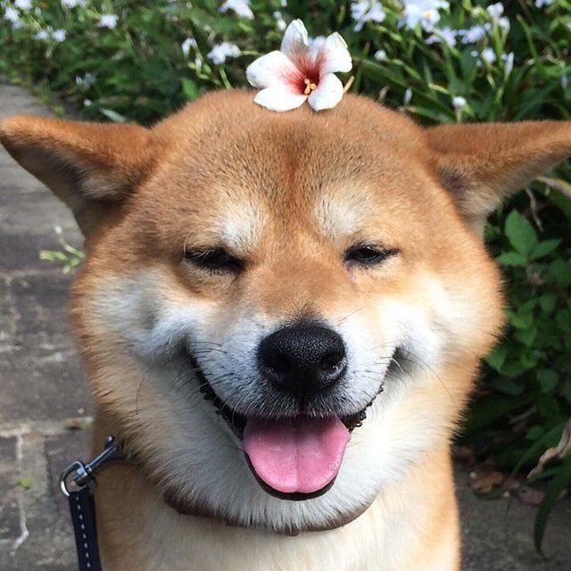 狗子笑一笑,没什么大不了