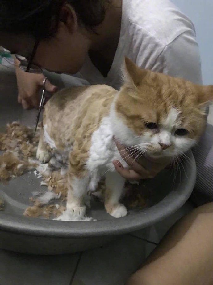 猫剪毛以后不想理人