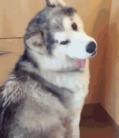 在吐舌头这件事上,显然有些狗做不到