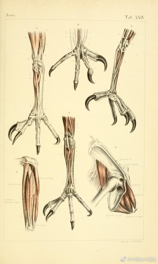 鸟类爪子,你能通过鸟的爪子认出来是什么鸟吗? zt