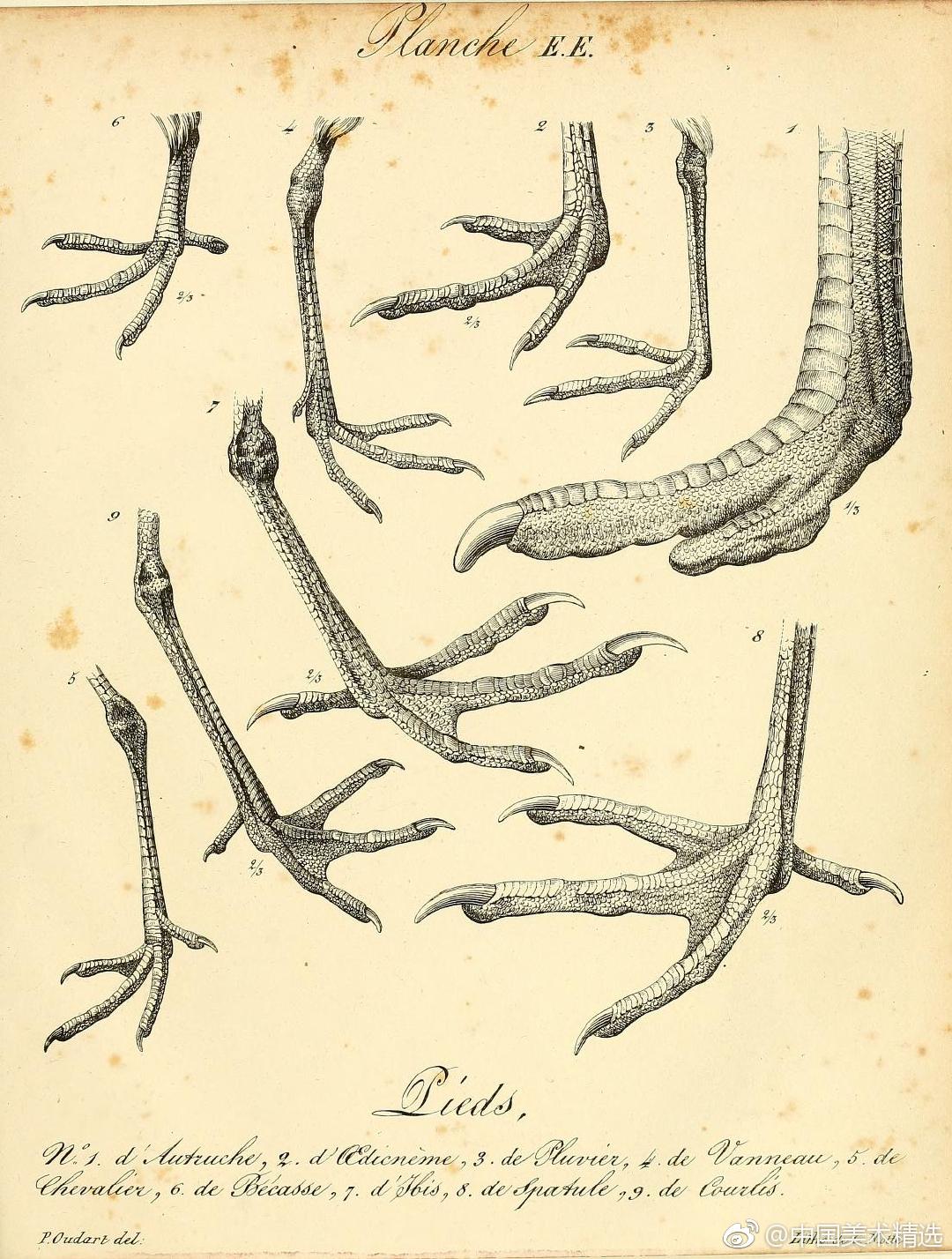 鸟类爪子,你能通过鸟的爪子认出来是什么鸟吗? zt
