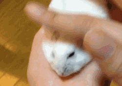 教你怎么慢慢慢慢抚平一只仓鼠 zt