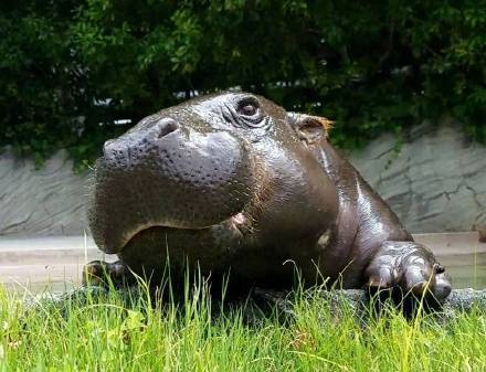 被上野动物园的小河马给萌到了,太可爱了 zt