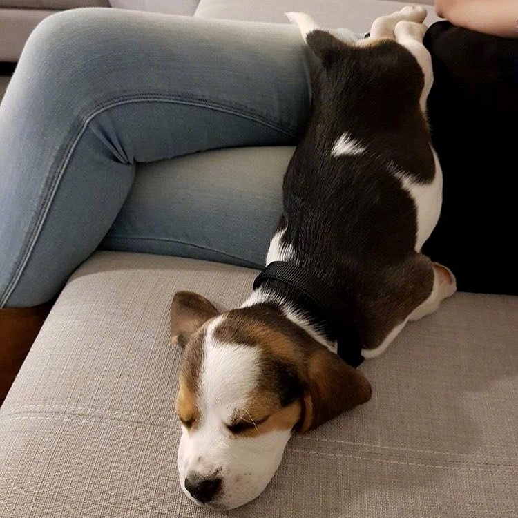 可爱的比格犬zt
