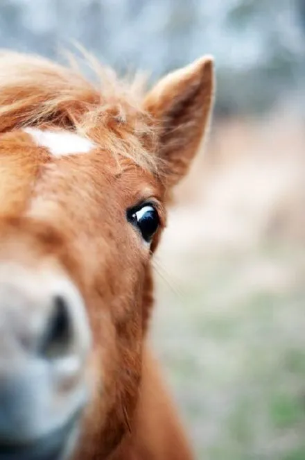 这矮马也太可爱了 zt