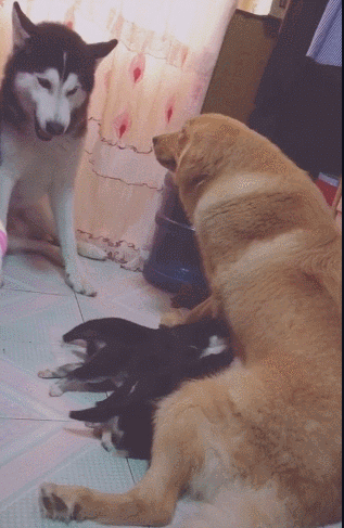 哈士奇:你这就不讲理了,我自己的孩子都不能喂奶了