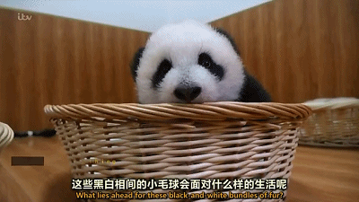 超萌纪录片《熊猫宝宝》你喜欢吗? zt