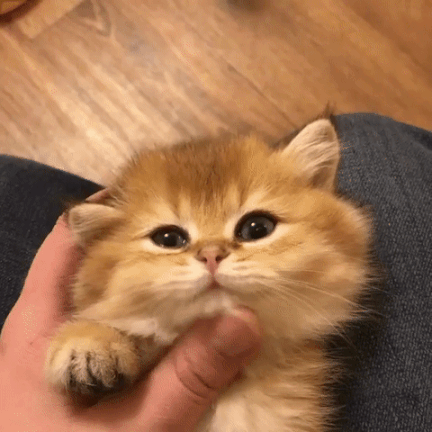 壁纸 动物 猫 猫咪 小猫 桌面 432_432 gif 动态图 动图