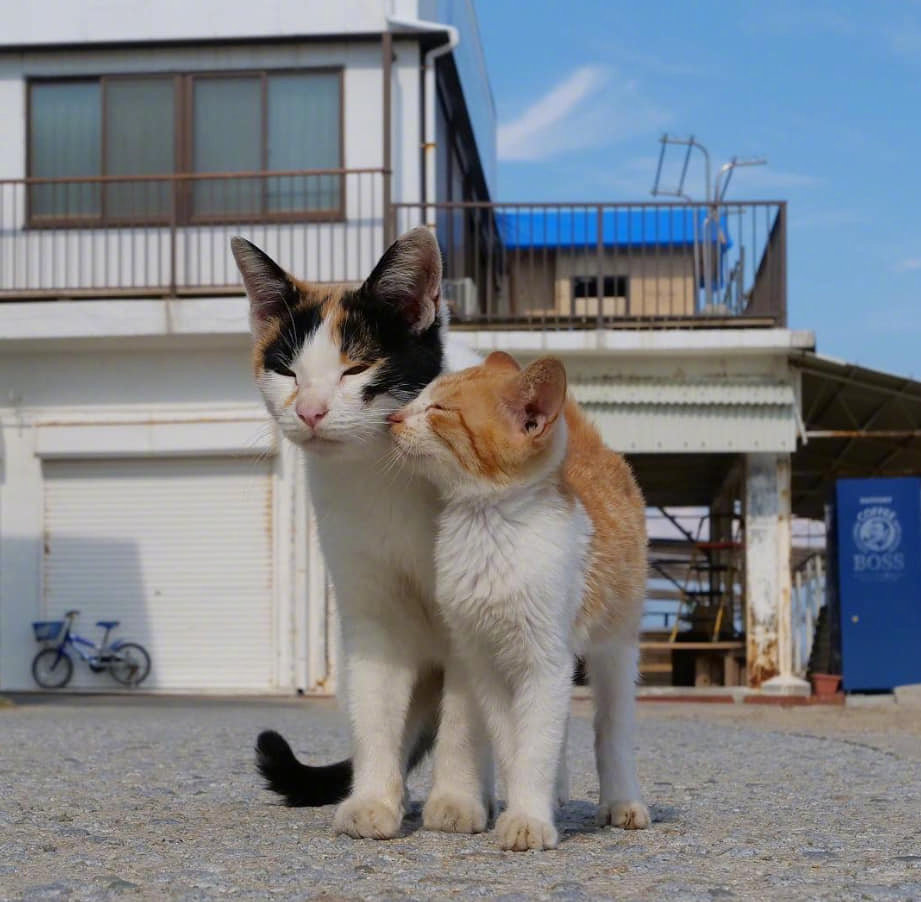 流浪的大猫跟小猫咪,好温馨 zt