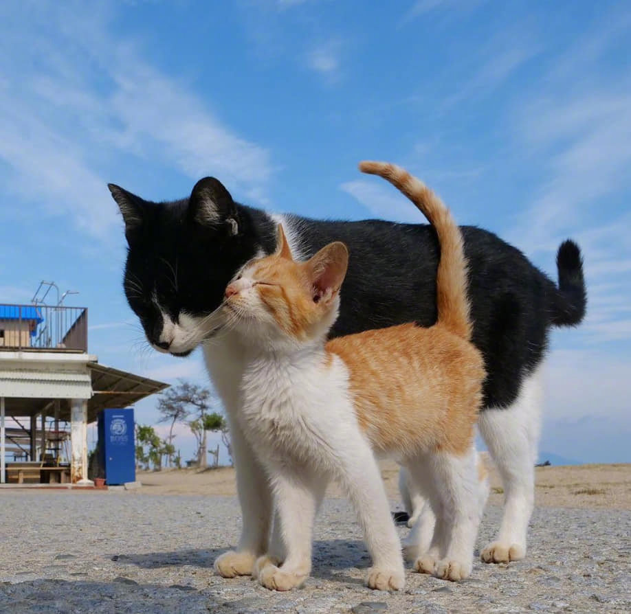 流浪的大猫跟小猫咪,好温馨 zt