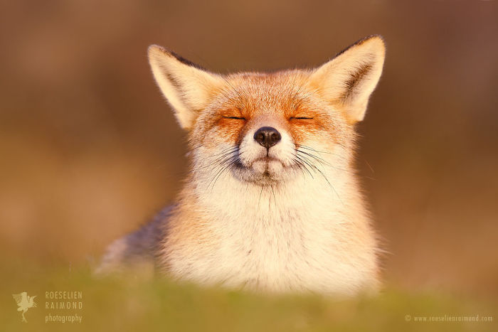 眯着眼睛微笑的小狐狸