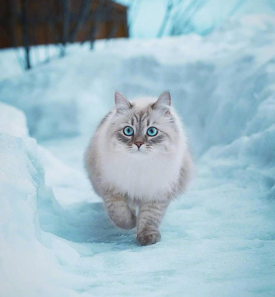 雪地里的猫精灵!有点帅啊! zt