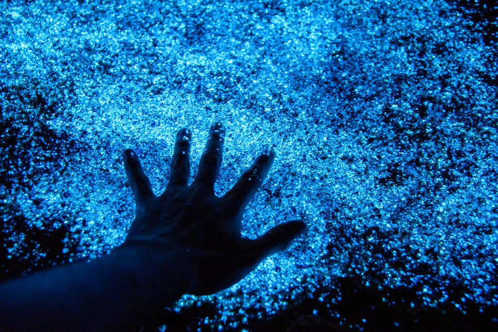 海萤是生活在海湾的一种浮游生物好神奇zt