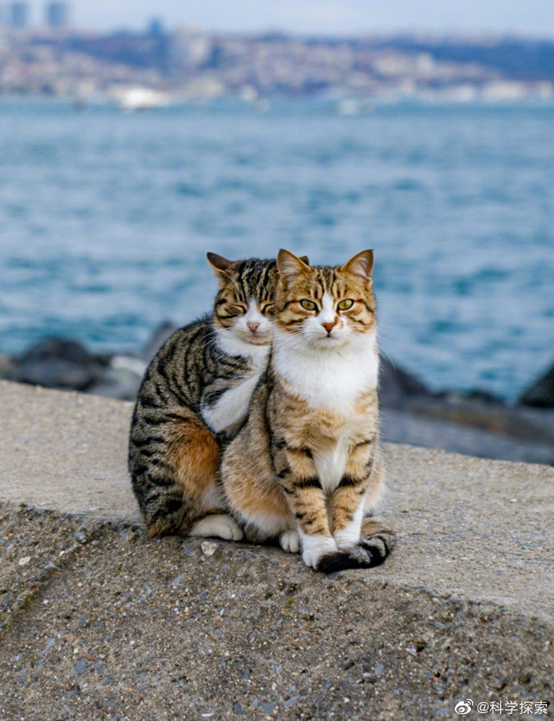 伊斯坦布尔俩流浪猫抱团取暖紧紧依偎超暖心 zt