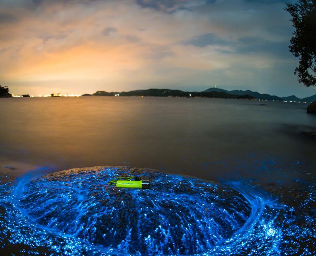 海萤是生活在海湾的一种浮游生物好神奇zt