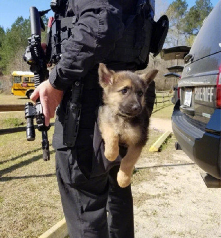 小警犬上班的第一天,看着好凶哦 zt