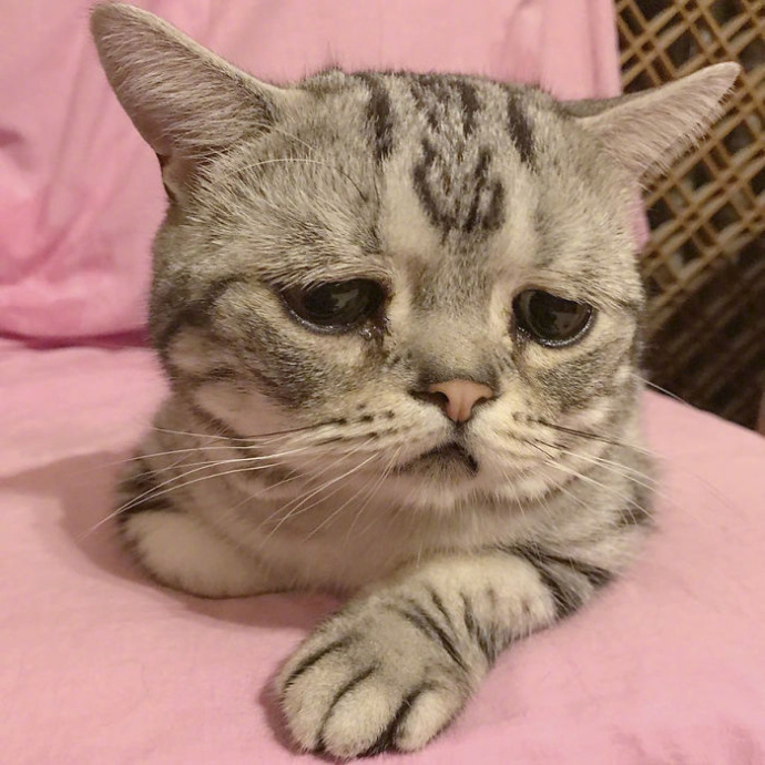 世界上最悲伤的小猫咪,忍不住想摸摸头 zt