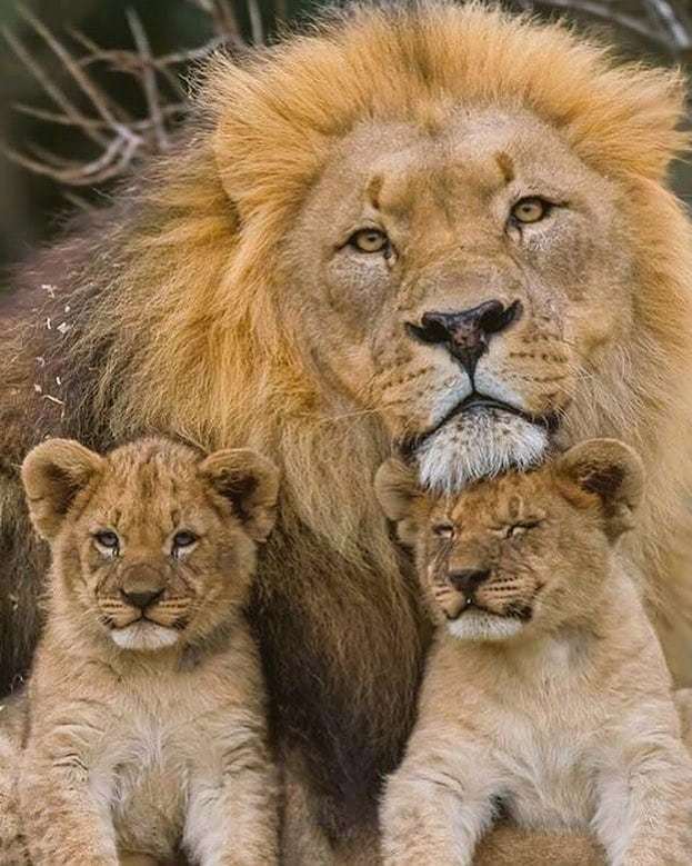 小狮子:爸爸,你头好重啊 zt
