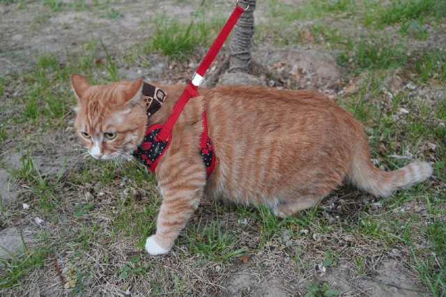 14斤大橘的遛猫记录gif zt