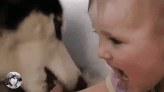 二哈犯错不改,主人派出