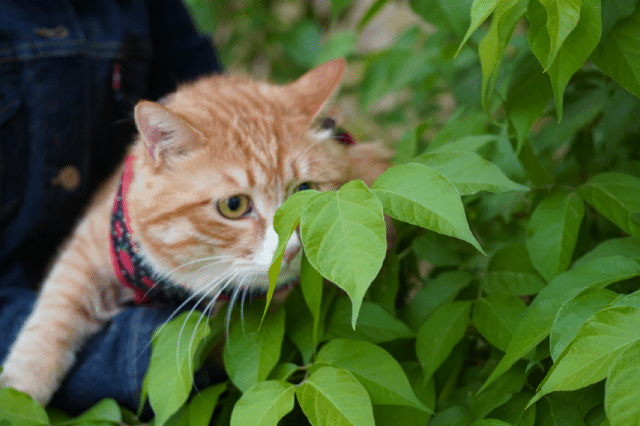 14斤大橘的遛猫记录gif zt