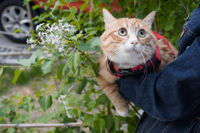 14斤大橘的遛猫记录gif zt