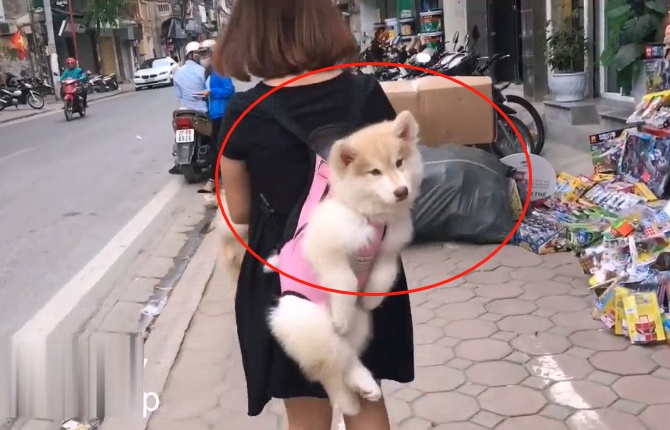 妹子背着狗狗逛街,萌化网友的心,感觉像自己亲生的 zt