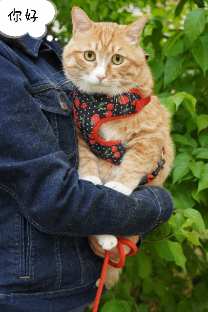14斤大橘的遛猫记录gif zt