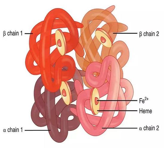 血红蛋白的结构,核心区域含有铁离子.图片来源:difference between