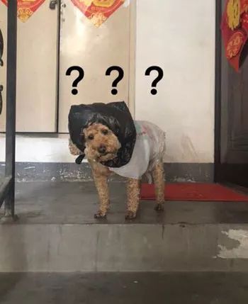 姥姥担心狗狗淋雨就自制了一套雨衣结果狗砸疑惑了zt