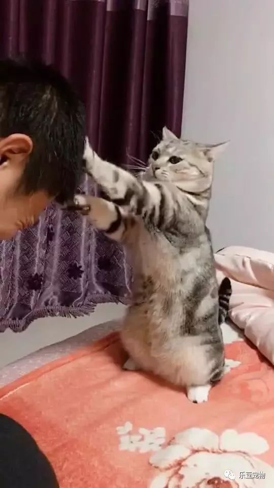 猫咪帮主人一本正经的挠头,主人满脸享受,还真像那么回事! zt