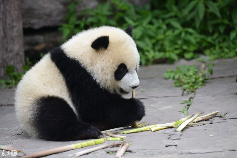 熊猫吃竹子.(图片来自东方ic)