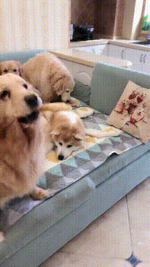 搞笑gif图:这字感觉比一字马更厉害 zt