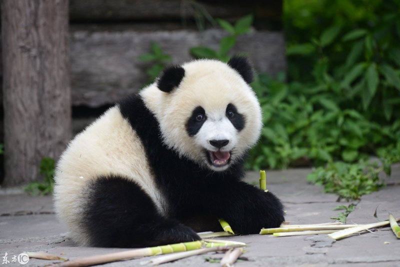 中国大熊猫日记:熊猫吃竹子,萌萌的太可爱了.(图片来自东方ic)