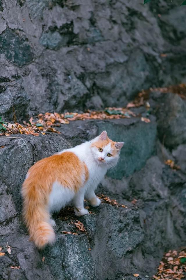 20只北京田园长毛大猫,每只都是神仙颜值!