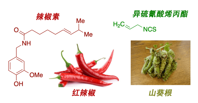 无辣不欢热辣与冷辣辣椒素vs异硫氰酸烯丙酯zt