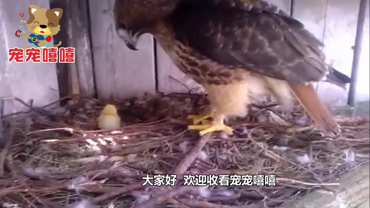 将鸡蛋放进老鹰窝等孵化出来后老鹰盯着小鸡崽看懵了zt