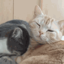 壁纸 动物 猫 猫咪 小猫 桌面 216_216 gif 动态图 动图