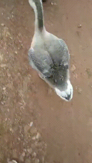 什么事这么高兴?鸭子这波舞姿什么水平