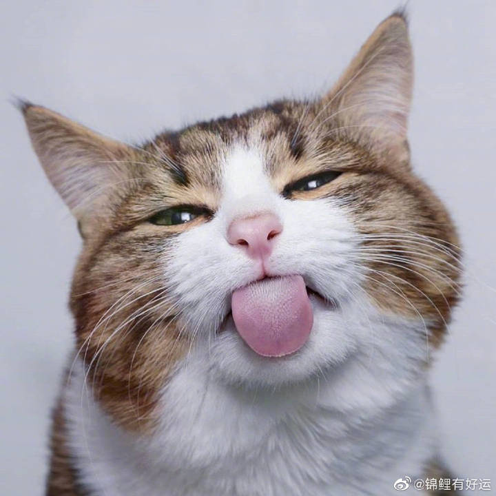 一只吐舌头卖萌的猫咪zt