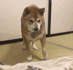 柴犬:到底什么时候吃饭,捡屎的你心里有没有点数?