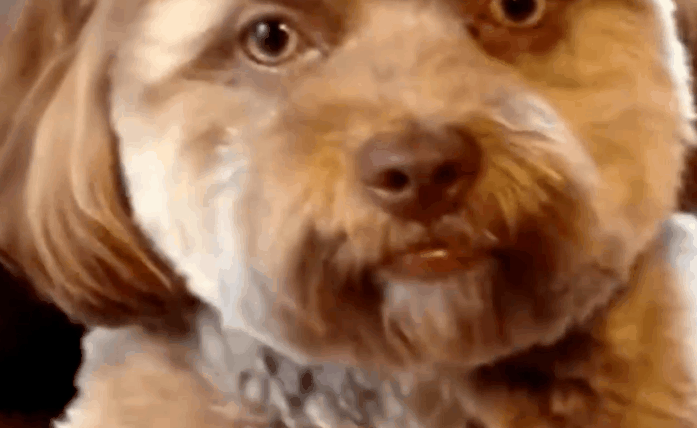 有一说一动物长得像人就特别丑