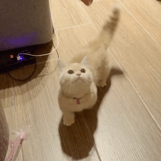 壁纸 动物 狗 狗狗 640_640 gif 动态图 动图