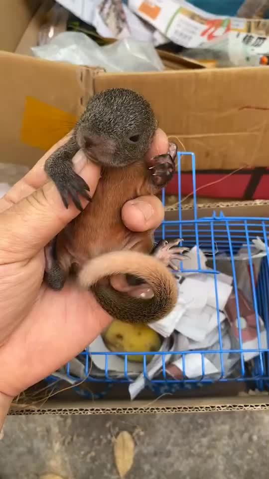 红腹松鼠幼崽最亲人的一个品种
