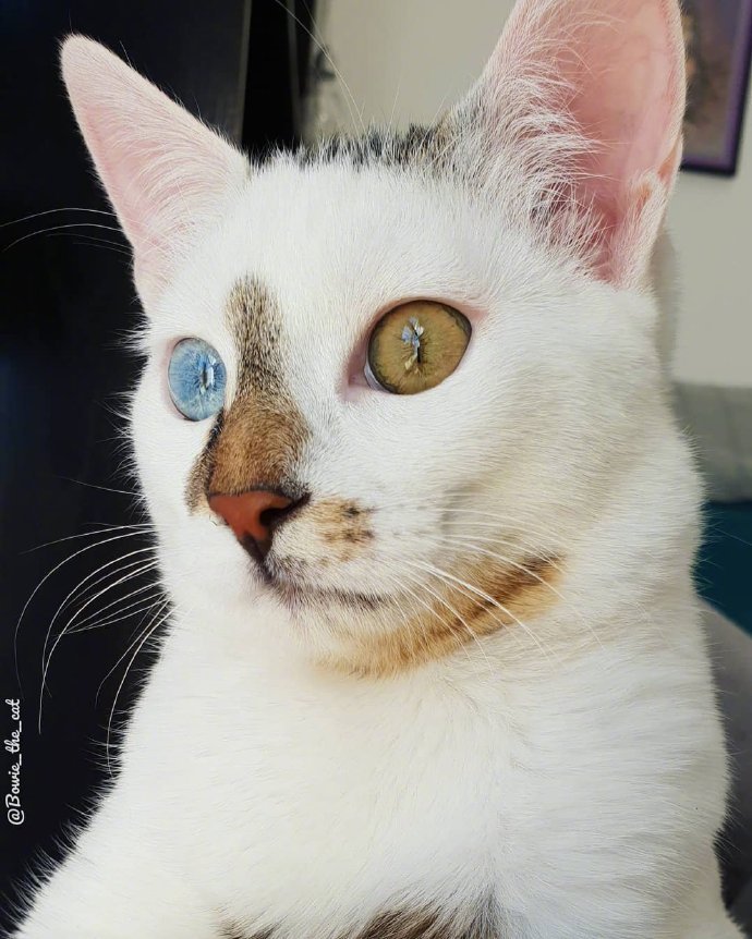 安哥拉猫 异瞳图片
