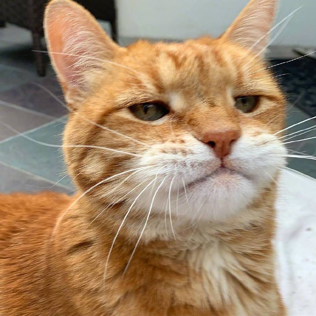 这只橘猫是不是比较苗条