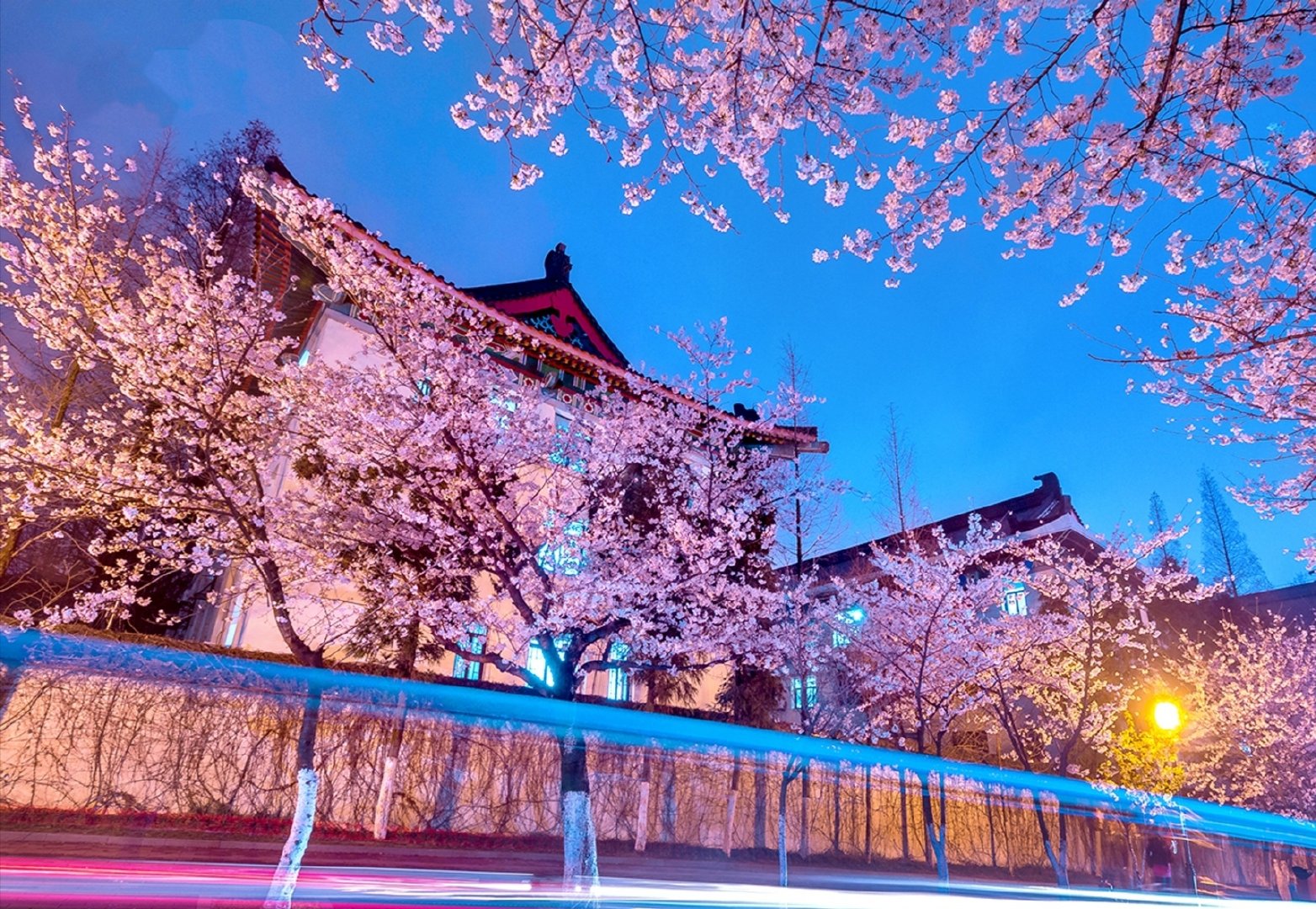 上海松江樱花广场图片
