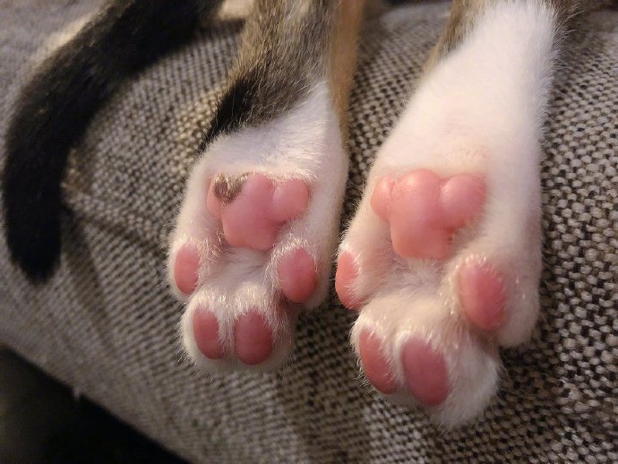 猫趴在主人腿上睡觉,这粉肉爪子什么水平