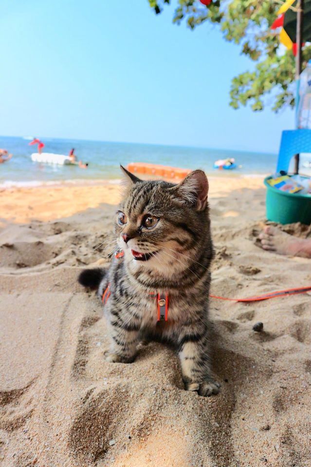 猫咪第一次到海滩上玩的样子jrs怎么看